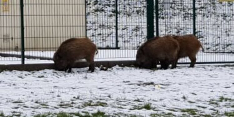 Gorzów podzielony na obwody łowieckie