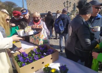 Bratki i sałatki. Gorzowianie powitali wiosnę