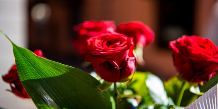 Fot. Krzysztof Filmanowicz