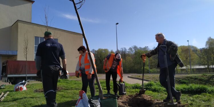 sadzenie lip przy I LO