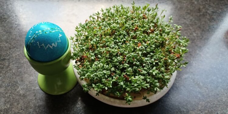 Ostatnie przygotowania do świąt