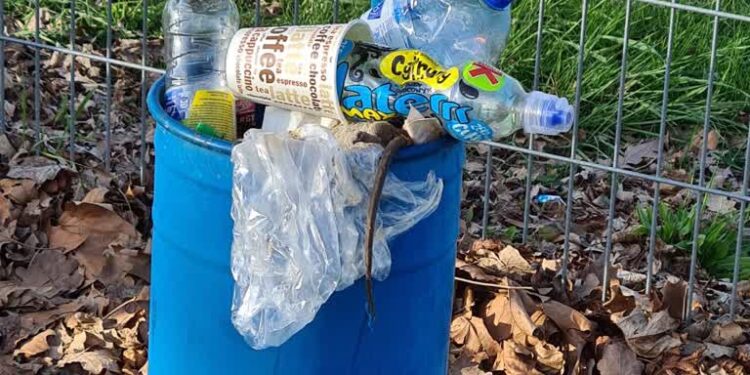 Przesypujące się śmieci i szczur wystający z pojemnika