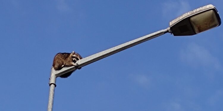 Szop na latarni. Mieszkańcy wezwali strażaków