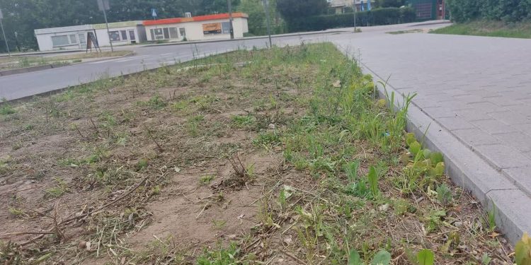 Krzaki nie przetrwały spotkania z kosiarką
