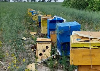 „To była tragedia”. Pomóżmy odbudować pasiekę