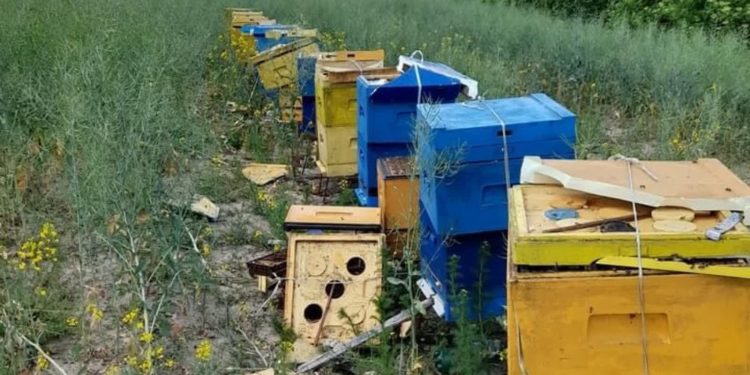 „To była tragedia”. Pomóżmy odbudować pasiekę