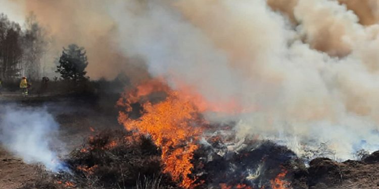 Duże zagrożenie pożarowe w lubuskich lasach