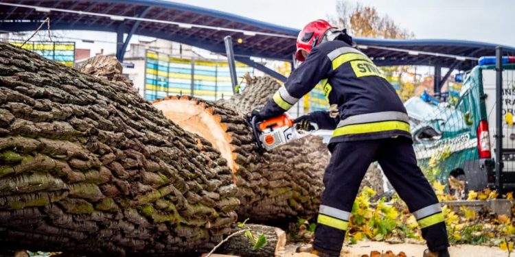 Wycinka starych drzew na Dolinkach