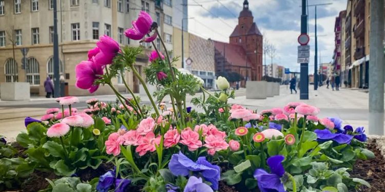 Kolorowe kwiaty w miejskich kwietnikach i klombach