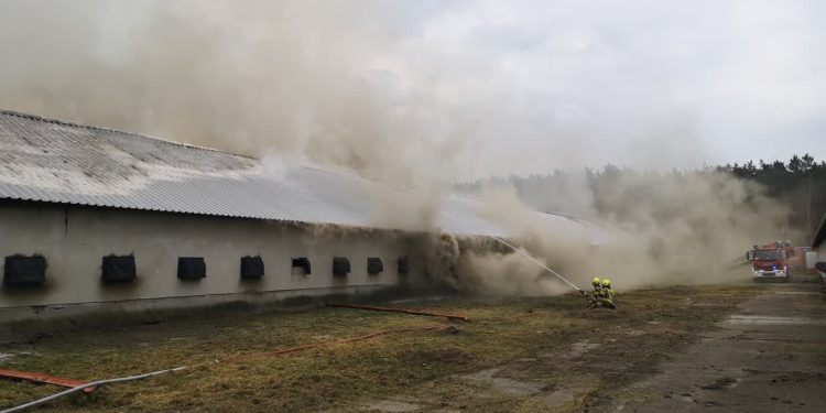 Ogień na fermie drobiu w podgorzowskim Borku