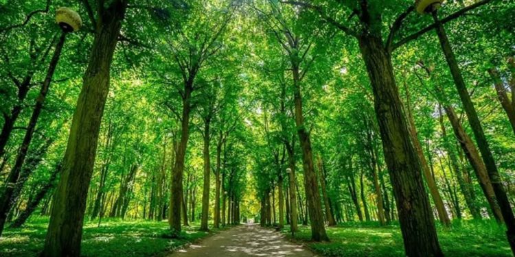 W parku Kopernika będzie więcej lamp