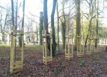 Drzewa uschły, bo były źle posadzone