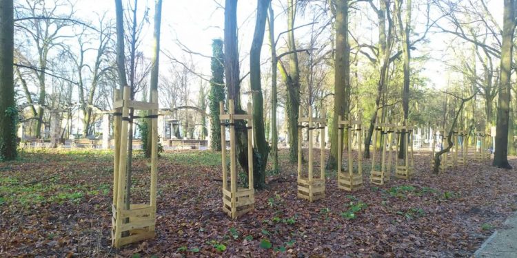 Drzewa uschły, bo były źle posadzone