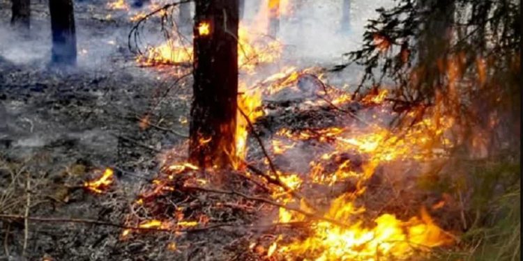 Pożar lasu pod Gorzowem. Ogień obejmuje kolejne hektary