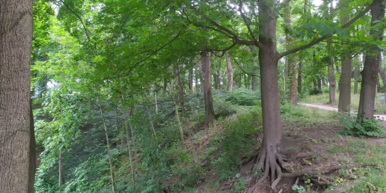 Inwentaryzują miejskie drzewa