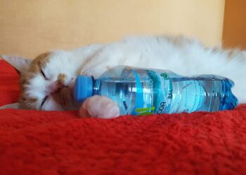 Upał zabija zwierzęta. Nie lekceważcie objawów przegrzania