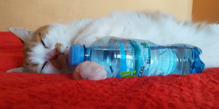 Upał zabija zwierzęta. Nie lekceważcie objawów przegrzania