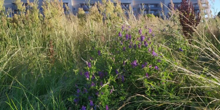 Kosić czy odpuścić?