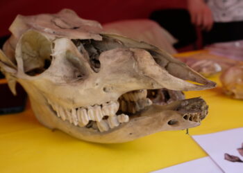 Nosorożce i wykopaliska na placu zabaw w Santoku