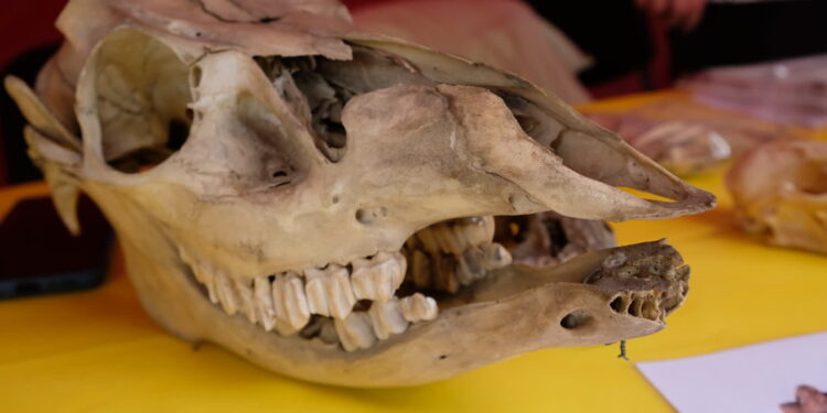 Nosorożce i wykopaliska na placu zabaw w Santoku