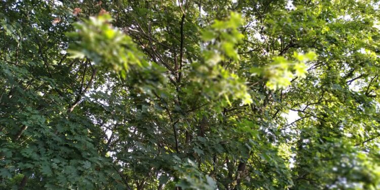 Fot. Piotr Wiśniewski