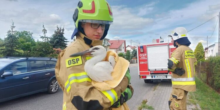Orłem to on nie był, na szczęście pomogli strażacy