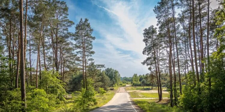 fot:Gorzowskie Inwestycje Miejskie