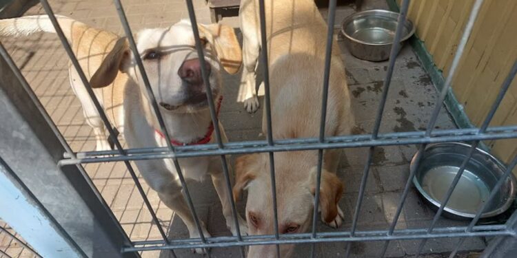 Rekorodow dużo porzuconych psów