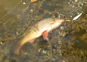 WIOŚ bada sprawę zanieczyszczenia Odry