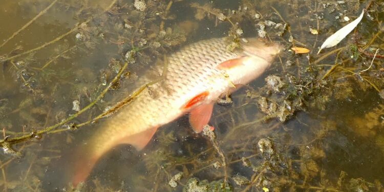 WIOŚ bada sprawę zanieczyszczenia Odry