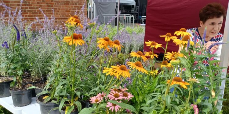 Rośliny dla ludzi i dla pszczół