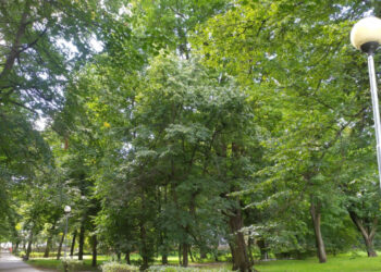 Na Zawarciu będzie więcej zieleni