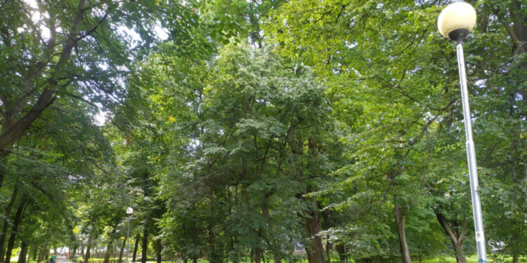 Na Zawarciu będzie więcej zieleni