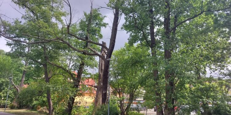 Trwa wycinka nad Kłodawką. Uratowano 7 drzew