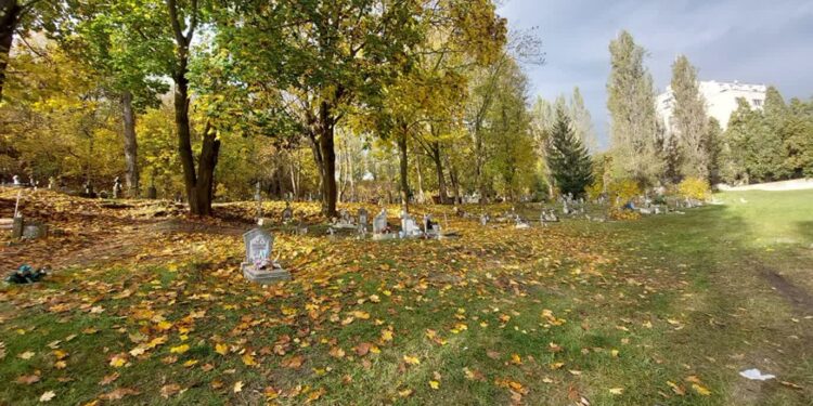 Cmentarz świętokrzyski do posprzątania