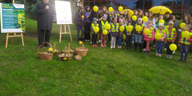 Tysiące żonkili na Skwerze Seniora