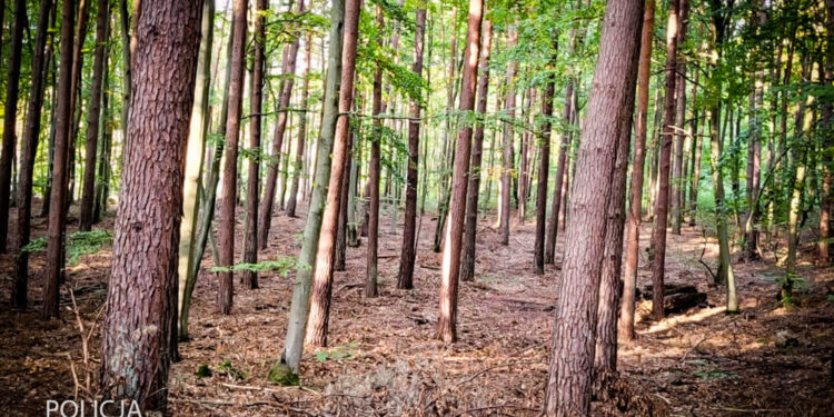 Rodzina zgubiła się na grzybach. Pomogli policjanci