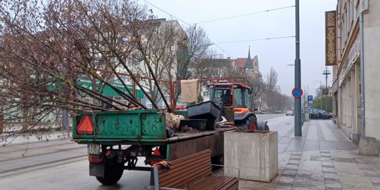 Drzewka zmieniają swoje miejsce