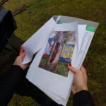 Wyschnięte drzewa w Gorzowie przeznaczone do usunięcia