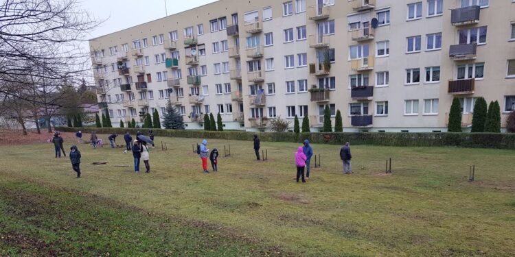 Nasadzenia dębów w Gorzowie