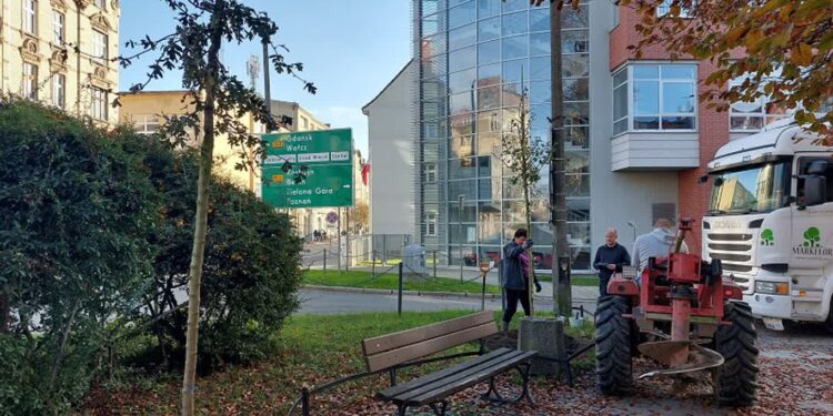 Są oszczędności, będzie 70 dodatkowych drzew