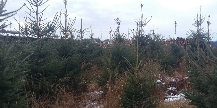 Po drzewko do nadleśnictwa