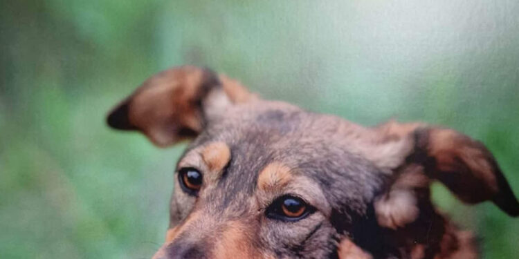 Kup kalendarz, wesprzyj psiaki z gorzowskiego schroniska