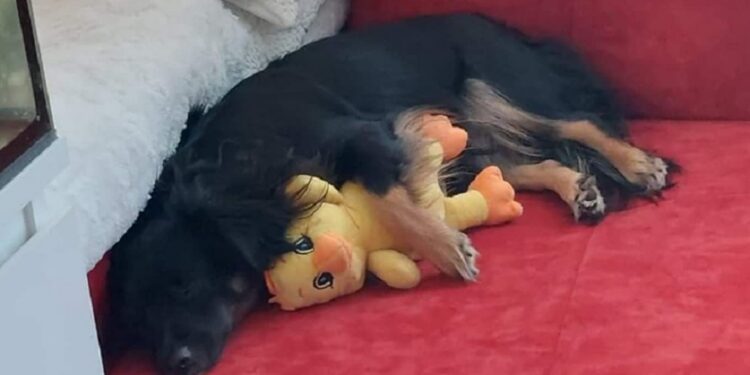 Sylwester to ciężki czas dla zwierząt