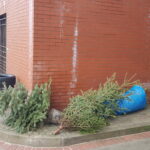 Pierwsze choinki juz na składowisku