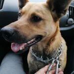 Fot: facebook.com/azyl.schronisko.azorki