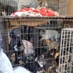 Fot: facebook.com/azyl.schronisko.azorki