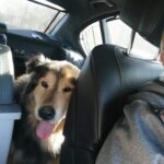 Fot: facebook.com/azyl.schronisko.azorki