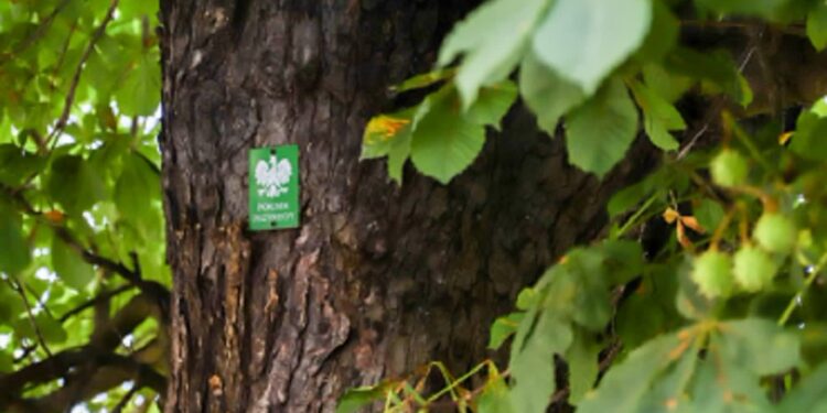 Będą kolejne pomniki przyrody