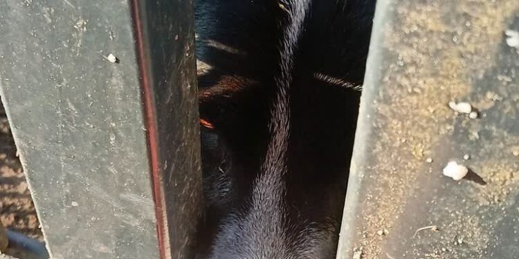 Psi dramat przerwany. Tym razem w Witnicy